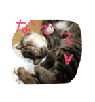 猫の日曜日（個別スタンプ：3）