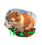 猫の日曜日（個別スタンプ：4）