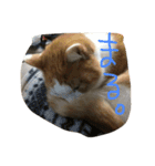 猫の日曜日（個別スタンプ：5）