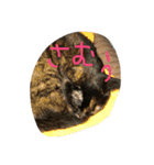 猫の日曜日（個別スタンプ：6）