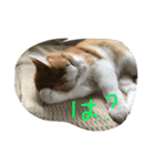 猫の日曜日（個別スタンプ：7）