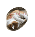 猫の日曜日（個別スタンプ：8）