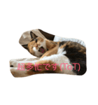 my nekoes（個別スタンプ：2）