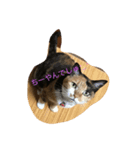 my nekoes（個別スタンプ：3）