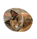 my nekoes（個別スタンプ：7）