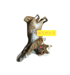 Private life of a cat（個別スタンプ：1）