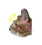 Private life of a cat（個別スタンプ：2）