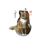 Private life of a cat（個別スタンプ：5）