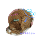 Private life of a cat（個別スタンプ：7）