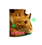 Private life of a cat（個別スタンプ：8）