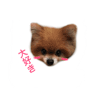 WiNGFriend（個別スタンプ：1）