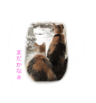 WiNGFriend（個別スタンプ：5）