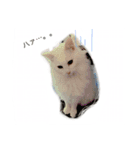 WiNGFriend（個別スタンプ：7）