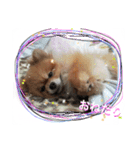 WiNGFriend（個別スタンプ：12）
