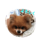 WiNGFriend（個別スタンプ：15）