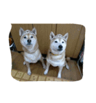 柴がいっぱい（個別スタンプ：4）