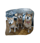 柴がいっぱい（個別スタンプ：17）