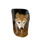 柴がいっぱい（個別スタンプ：30）