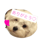 使えるハッピーゆきまる（個別スタンプ：12）