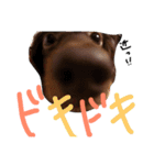 ピノ＆ジジ（個別スタンプ：8）