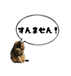 寅次郎スタンプ3（個別スタンプ：38）