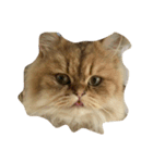 tell with the expression of the cat（個別スタンプ：1）