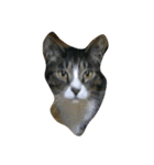 tell with the expression of the cat（個別スタンプ：2）