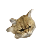 tell with the expression of the cat（個別スタンプ：3）