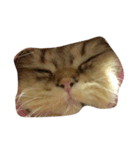 tell with the expression of the cat（個別スタンプ：4）