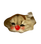 tell with the expression of the cat（個別スタンプ：5）