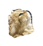 tell with the expression of the cat（個別スタンプ：6）