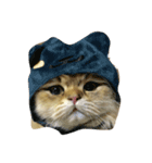 tell with the expression of the cat（個別スタンプ：7）
