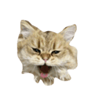 tell with the expression of the cat（個別スタンプ：8）