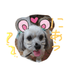 Uchi no chibi-san（個別スタンプ：6）