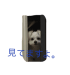 アラン君の日常（個別スタンプ：4）