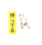 kokodog（個別スタンプ：8）