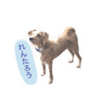 もしゃ犬れんたろう（個別スタンプ：1）