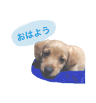 もしゃ犬れんたろう（個別スタンプ：2）