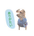 もしゃ犬れんたろう（個別スタンプ：3）