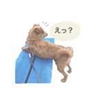もしゃ犬れんたろう（個別スタンプ：6）