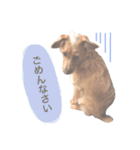 もしゃ犬れんたろう（個別スタンプ：8）