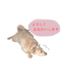 もしゃ犬れんたろう（個別スタンプ：9）