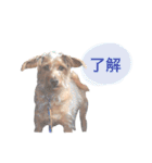 もしゃ犬れんたろう（個別スタンプ：10）