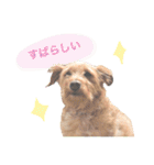 もしゃ犬れんたろう（個別スタンプ：11）