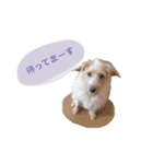 もしゃ犬れんたろう（個別スタンプ：12）