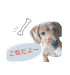 もしゃ犬れんたろう（個別スタンプ：13）