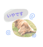 もしゃ犬れんたろう（個別スタンプ：14）