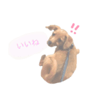 もしゃ犬れんたろう（個別スタンプ：16）