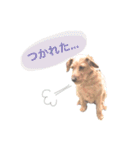 もしゃ犬れんたろう（個別スタンプ：17）