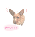 もしゃ犬れんたろう（個別スタンプ：19）
